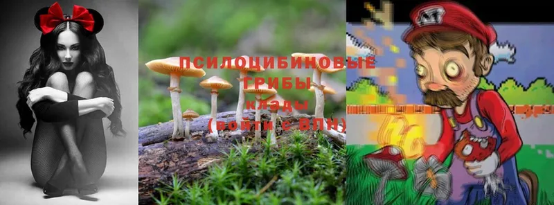 где можно купить   darknet формула  Галлюциногенные грибы Psilocybine cubensis  Гаджиево 